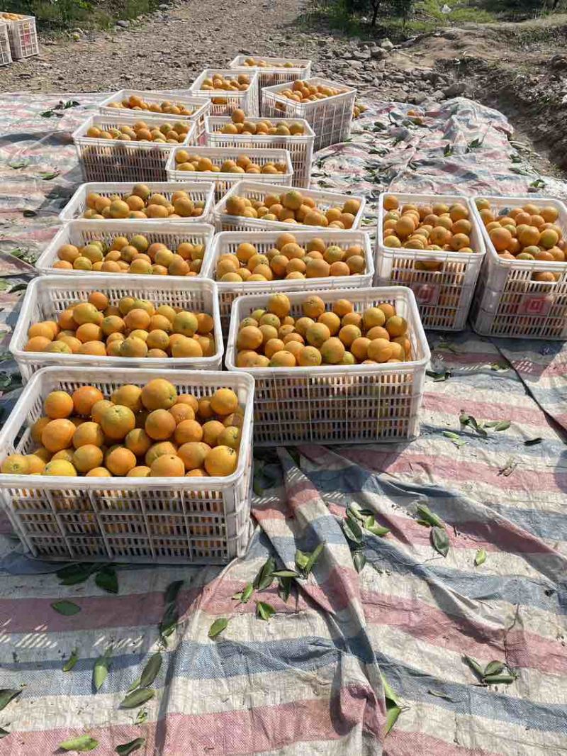 【夏橙】我要卖江永夏橙，个头大面，果面细，无干水，产地直发