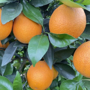 【夏橙】我要卖江永夏橙，个头大面，果面细，无干水，产地直发
