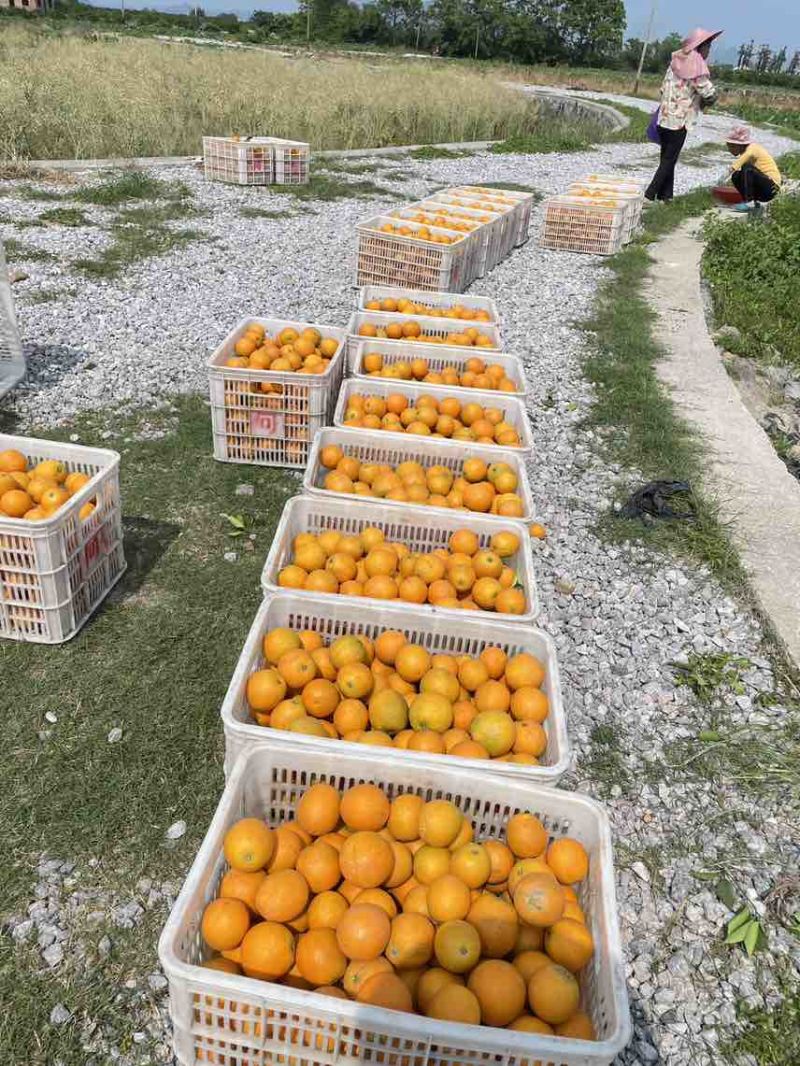 【夏橙】我要卖江永夏橙，个头大面，果面细，无干水，产地直发