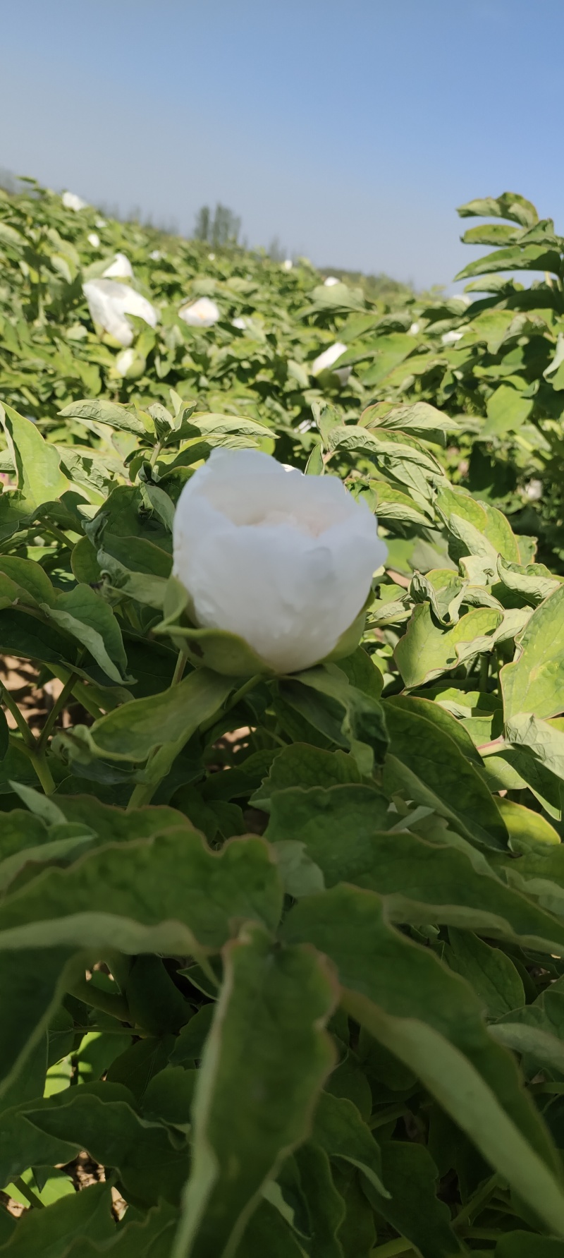 牡丹芍药鲜切花