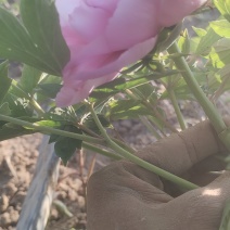 牡丹芍药鲜切花