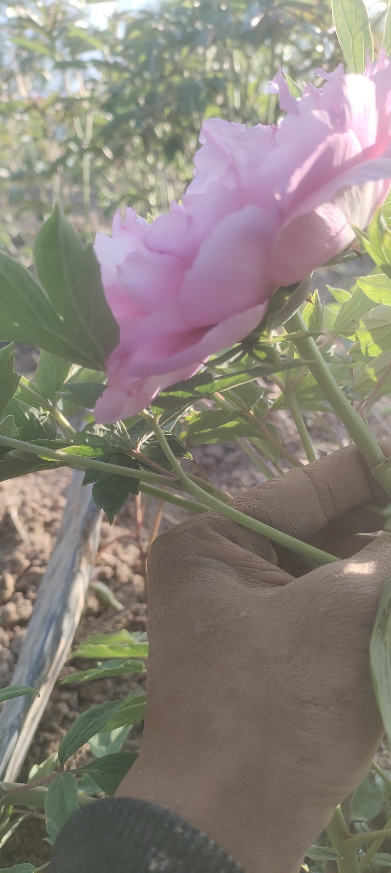 牡丹芍药鲜切花