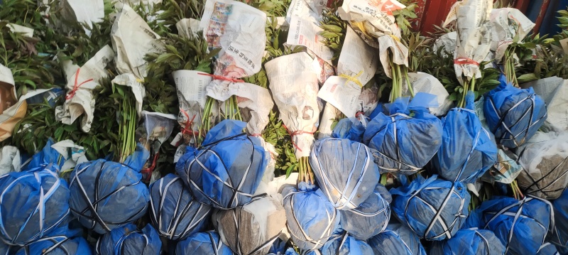 牡丹芍药鲜切花