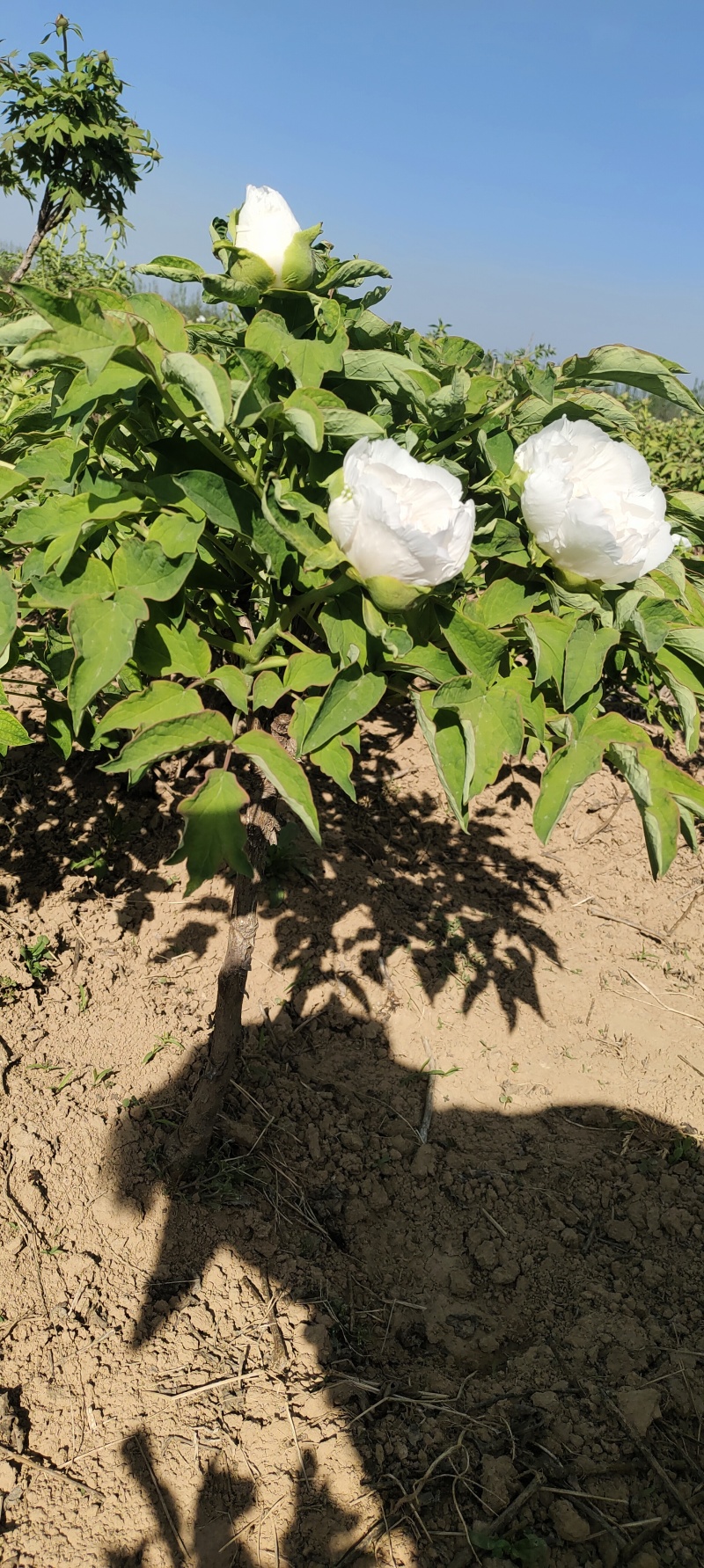 牡丹芍药鲜切花
