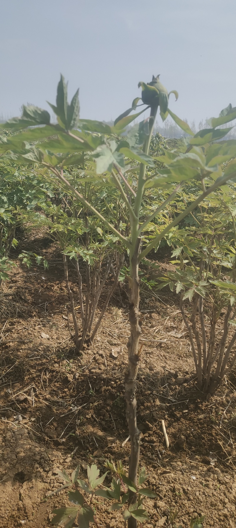 牡丹芍药鲜切花