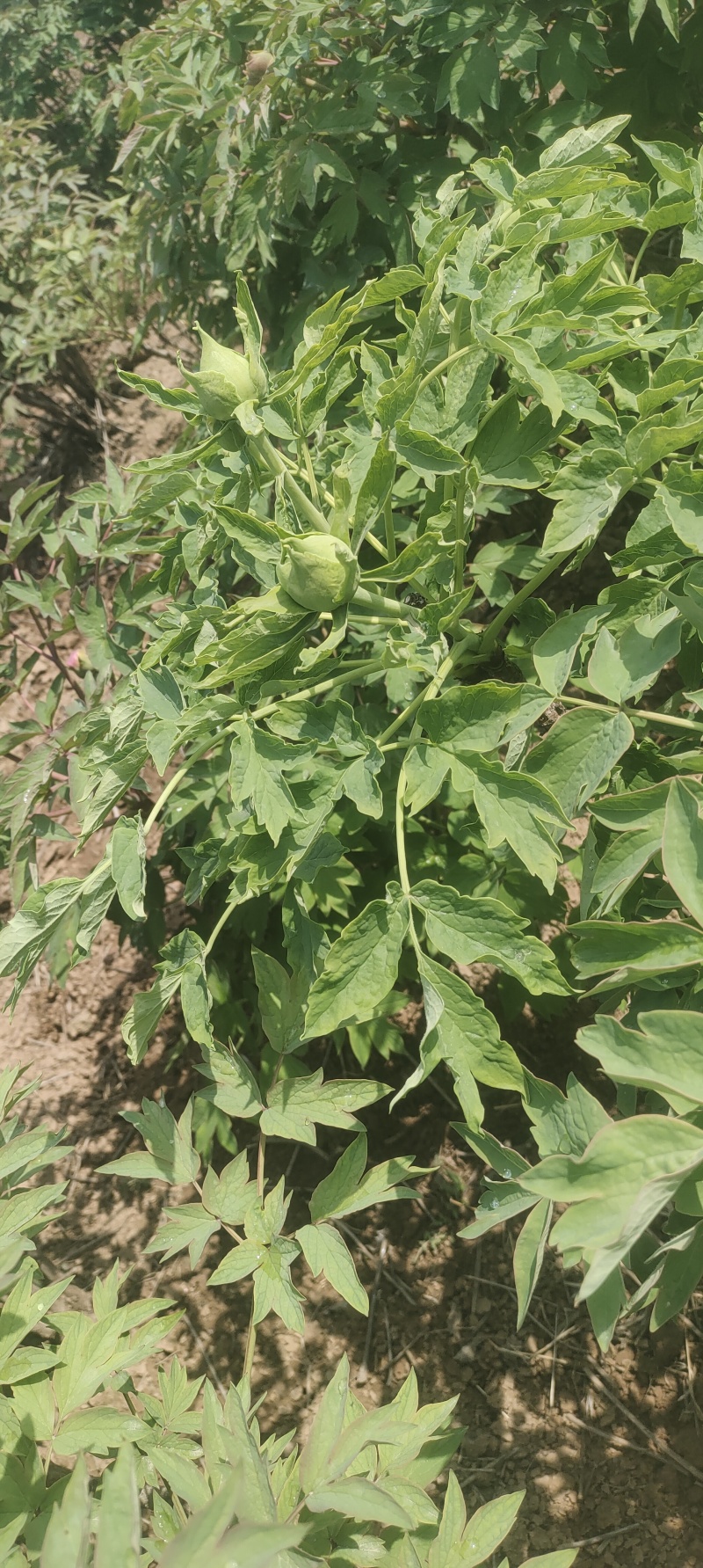 牡丹芍药鲜切花
