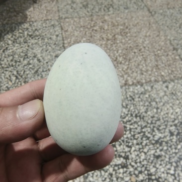 皮蛋