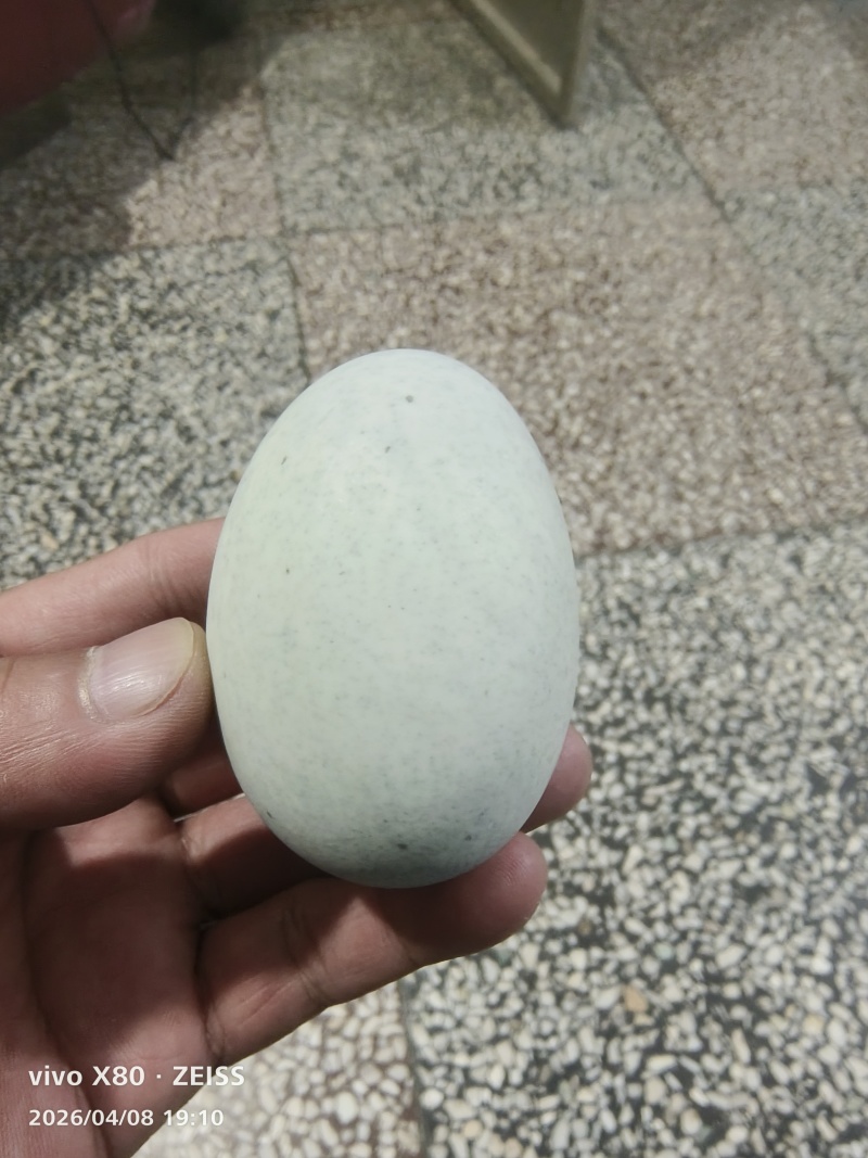 皮蛋