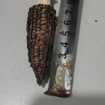 泗洪羊肚菌