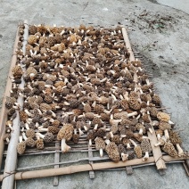 野生羊肚菌