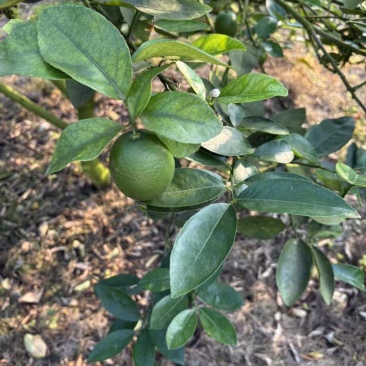 青柠檬自主少量散货