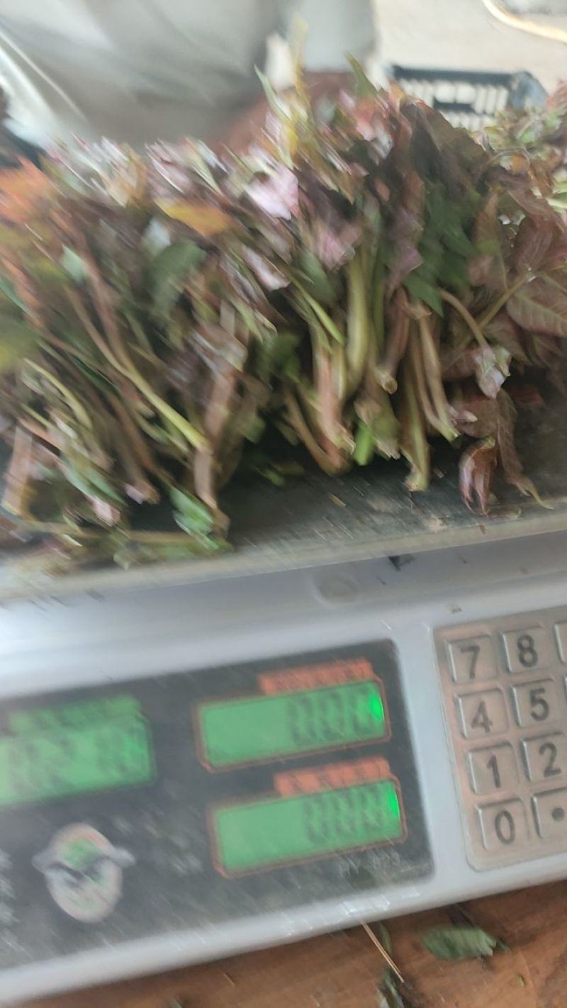 山西运城永济韩阳