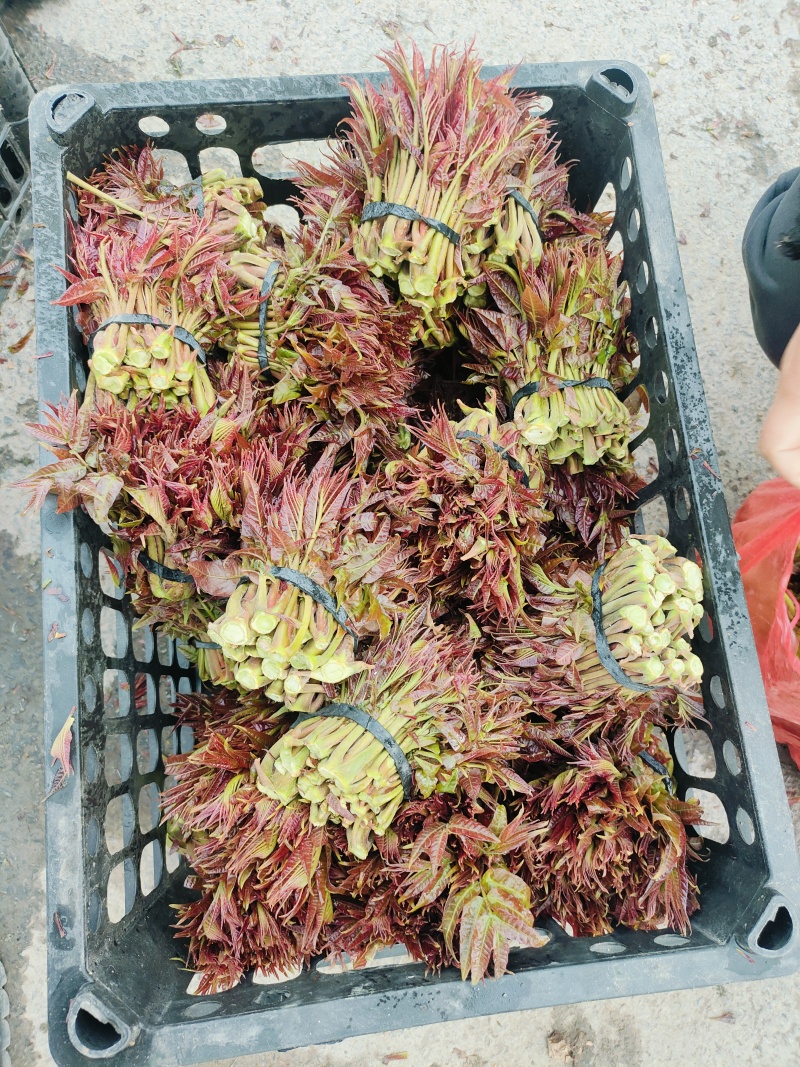 山西运城永济韩阳