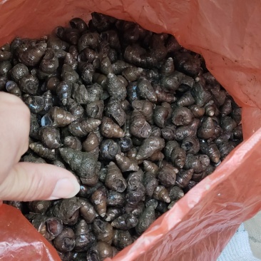 食用螺，饲螺供应