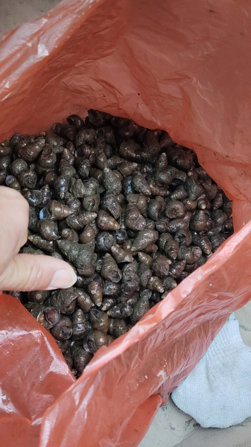 食用螺，饲螺供应