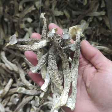 鹿茸菇，干净无杂正宗鹿茸菇干货菌菇无干燥剂炖煲汤炒菜批
