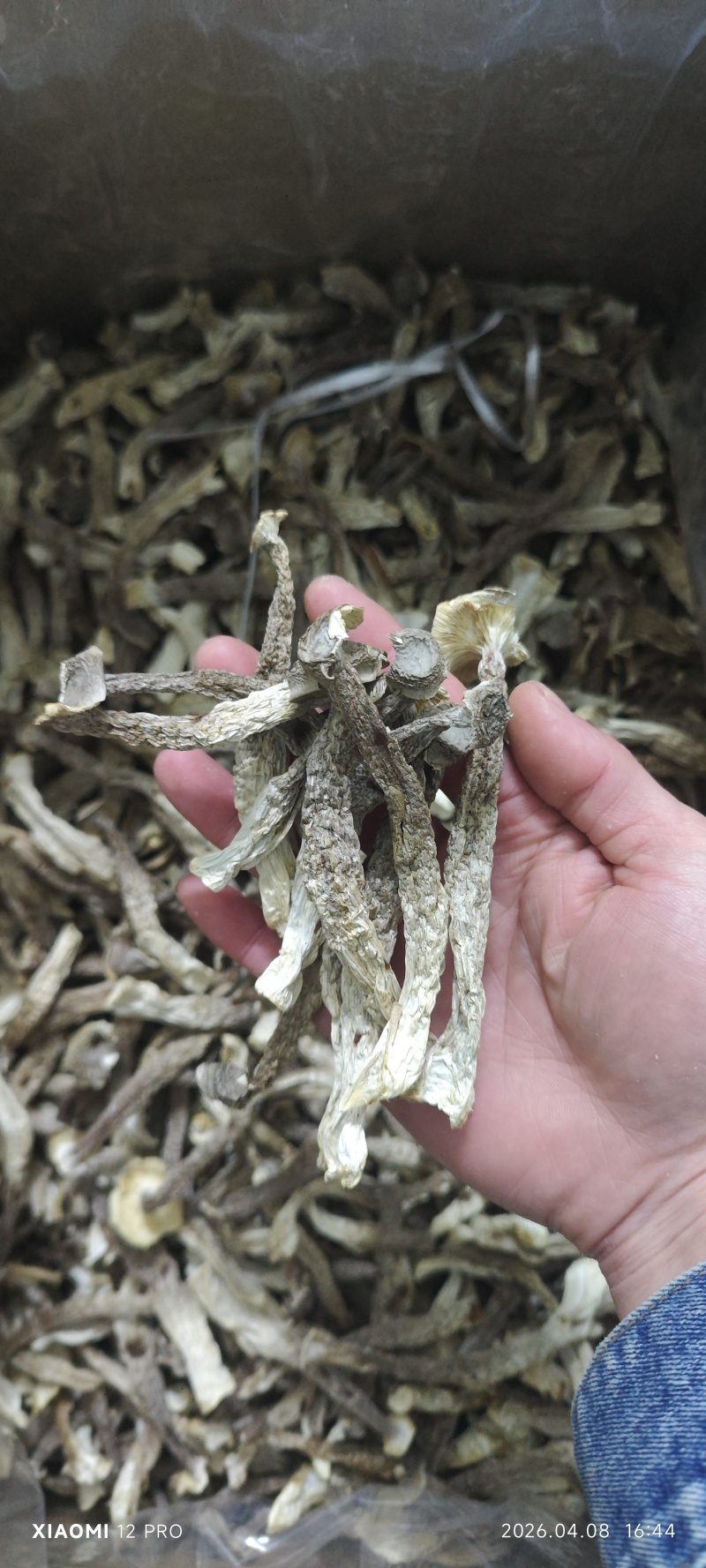 鹿茸菇，干净无杂正宗鹿茸菇干货菌菇无干燥剂炖煲汤炒菜批