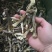 鹿茸菇，干净无杂正宗鹿茸菇干货菌菇无干燥剂炖煲汤炒菜批