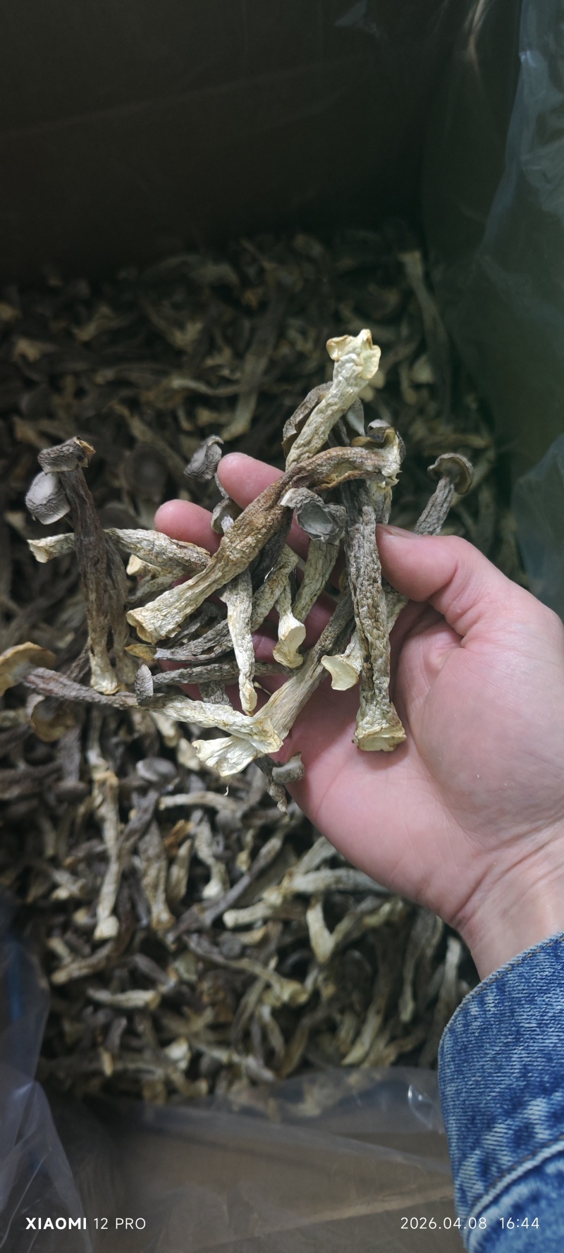 鹿茸菇，干净无杂正宗鹿茸菇干货菌菇无干燥剂炖煲汤炒菜批