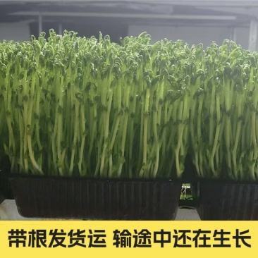 豌豆苗