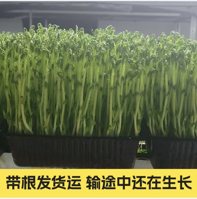 豌豆苗
