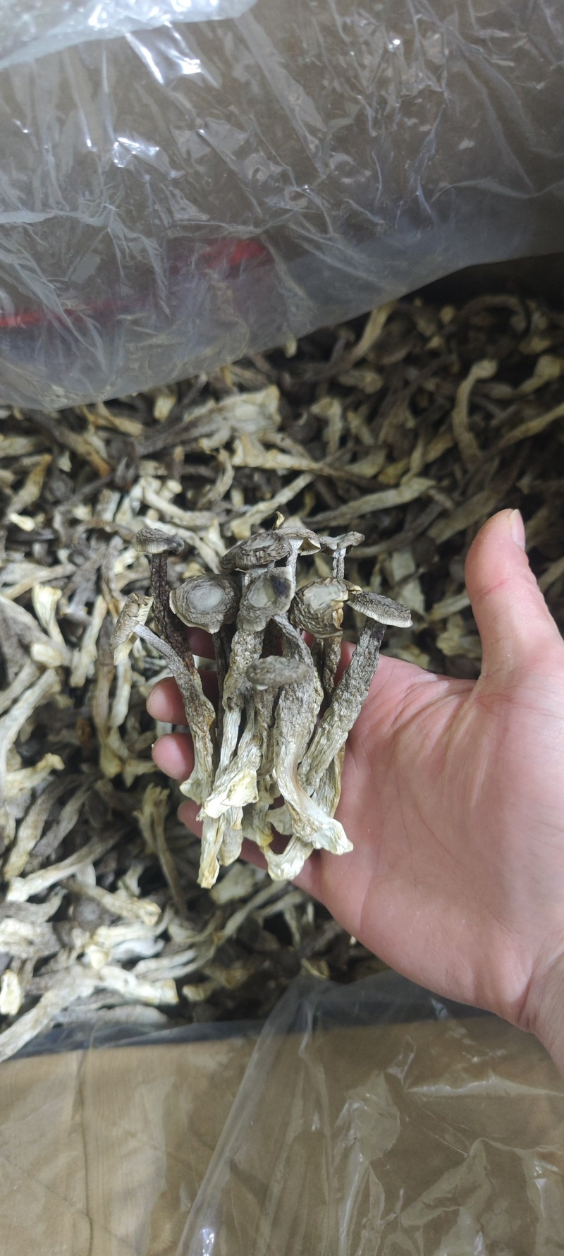 鹿茸菇干净无杂正宗鹿茸菇干货菌菇无干燥剂炖煲汤炒菜批发蔍茸