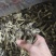 鹿茸菇干净无杂正宗鹿茸菇干货菌菇无干燥剂炖煲汤炒菜批发蔍茸