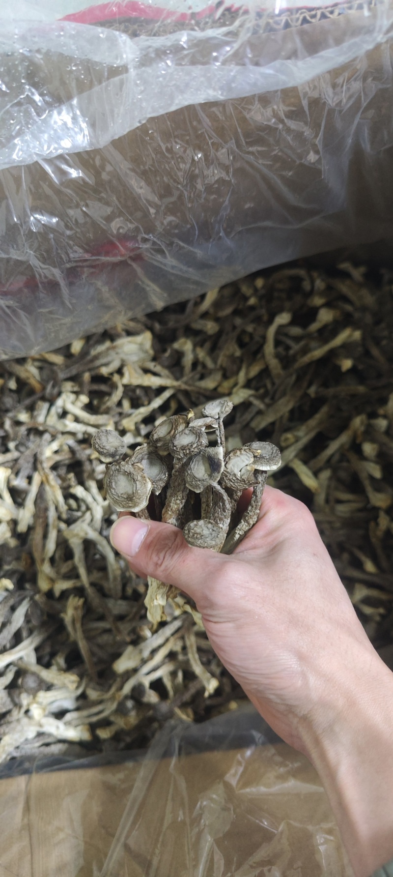 鹿茸菇干净无杂正宗鹿茸菇干货菌菇无干燥剂炖煲汤炒菜批发蔍茸