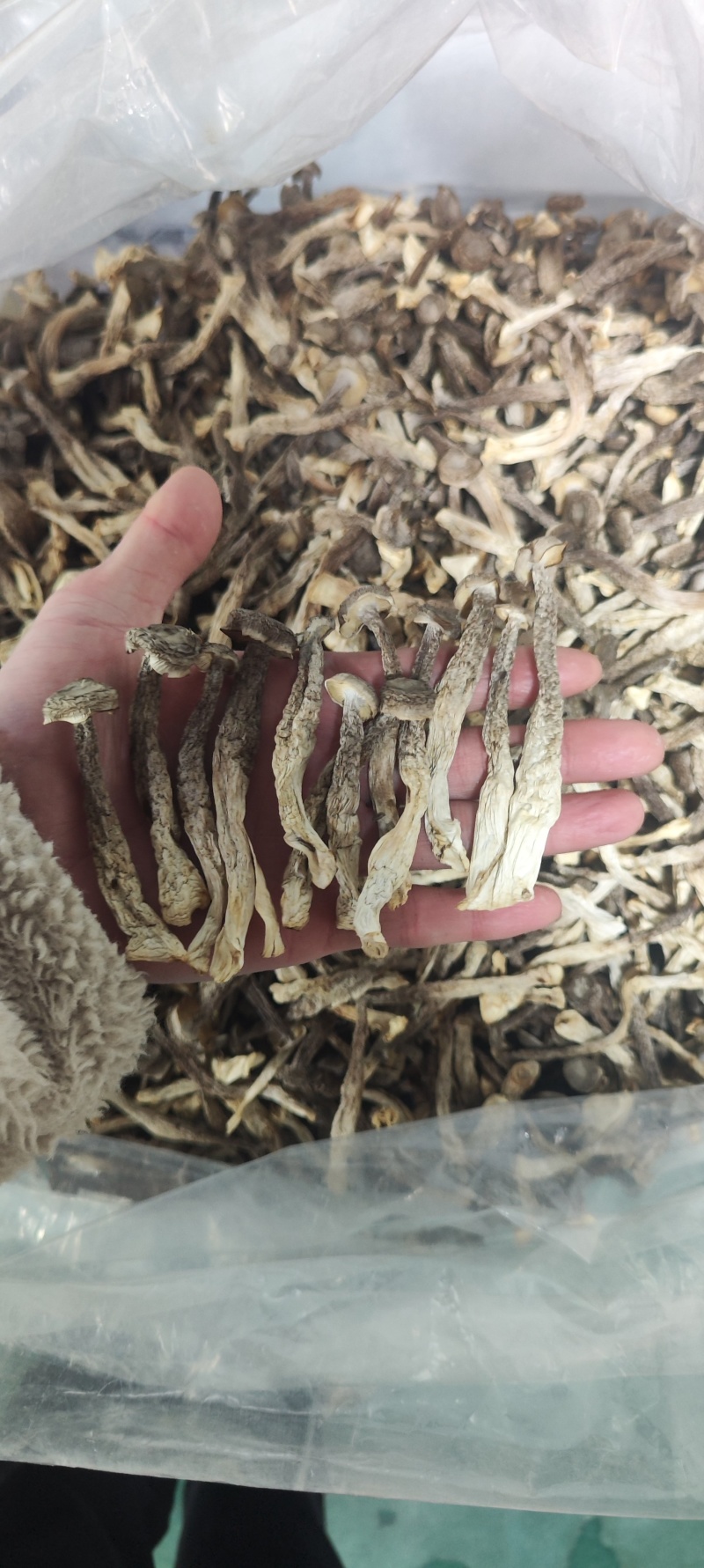 鹿茸菇干净无杂正宗鹿茸菇干货菌菇无干燥剂炖煲汤炒菜批发蔍茸
