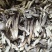鹿茸菇干净无杂正宗鹿茸菇干货菌菇无干燥剂炖煲汤炒菜批发蔍茸