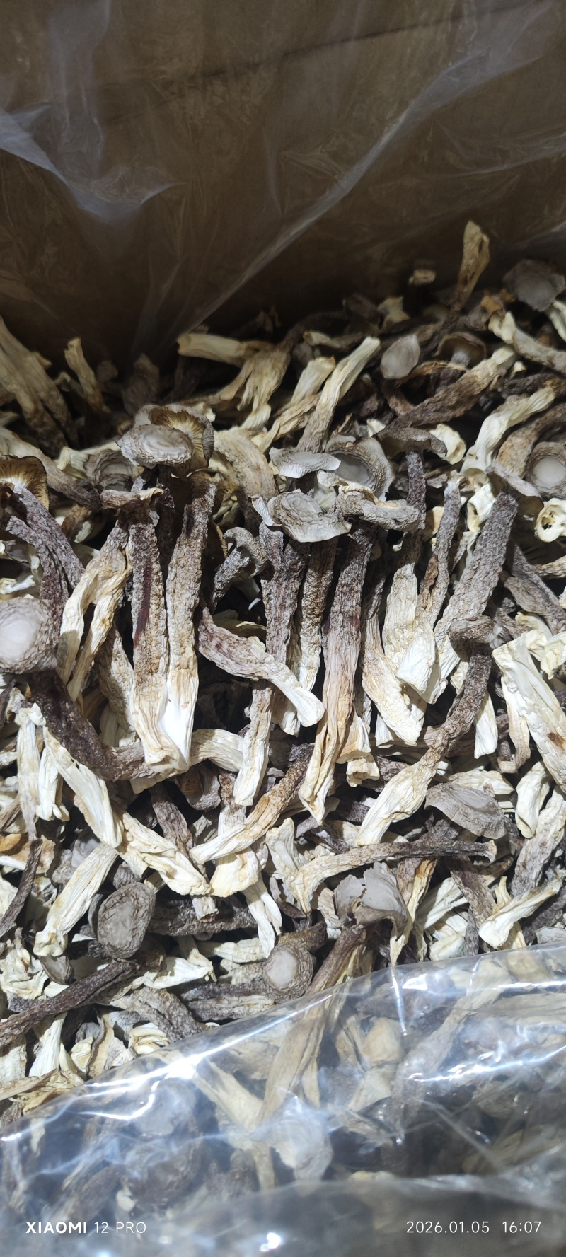 鹿茸菇干净无杂正宗鹿茸菇干货菌菇无干燥剂炖煲汤炒菜批发蔍茸