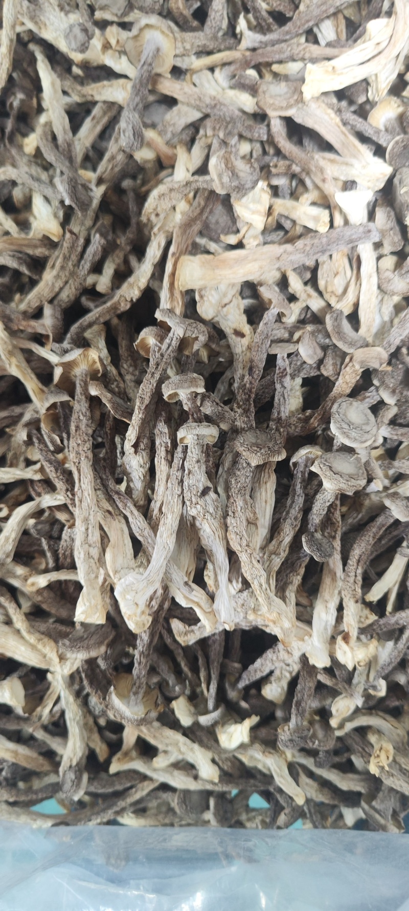 鹿茸菇干净无杂正宗鹿茸菇干货菌菇无干燥剂炖煲汤炒菜批发蔍茸