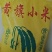 黄旗小米
