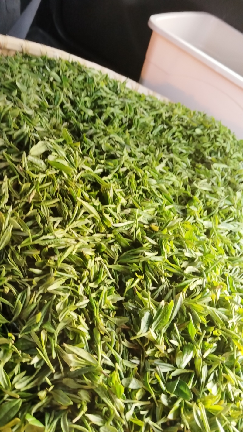 出售高山云雾茶，无污染
