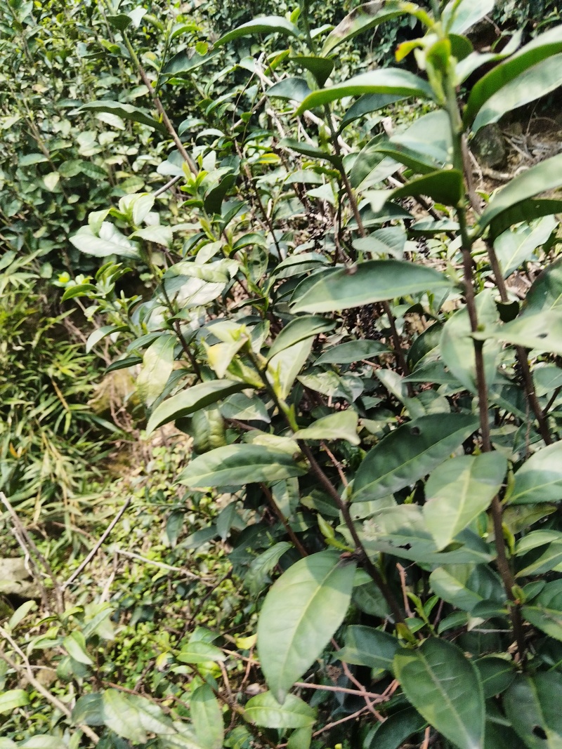 出售高山云雾茶，无污染