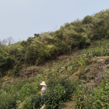 出售高山云雾茶，无污染