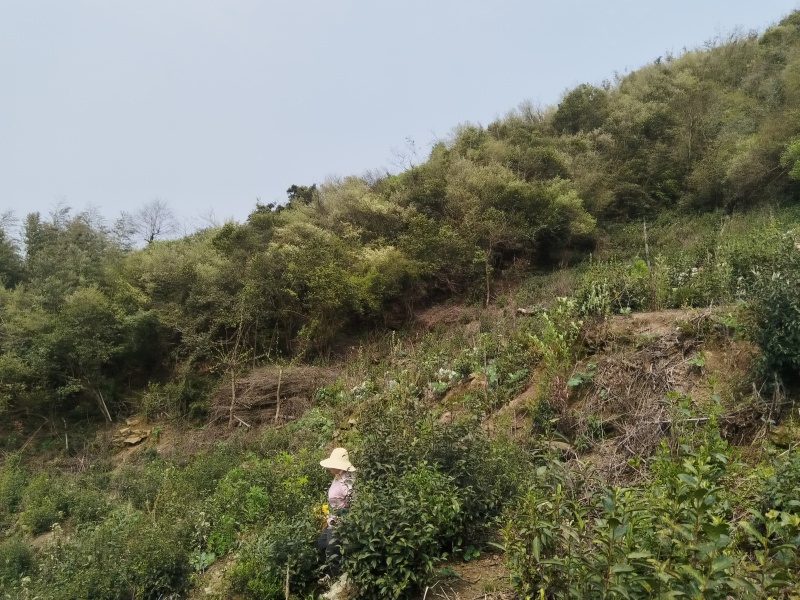 出售高山云雾茶，无污染