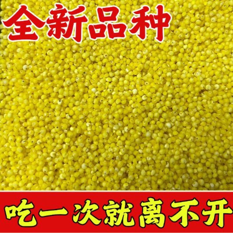 农家小米