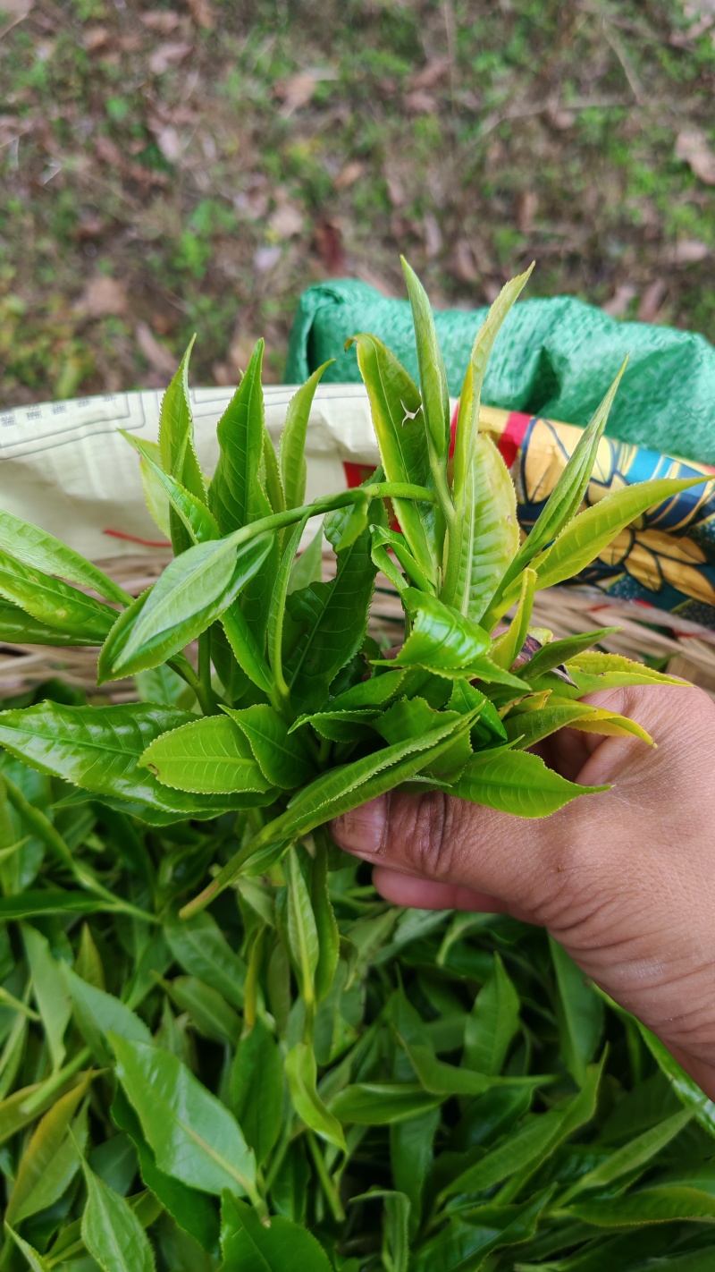 云南各类茶叶批发，土特产