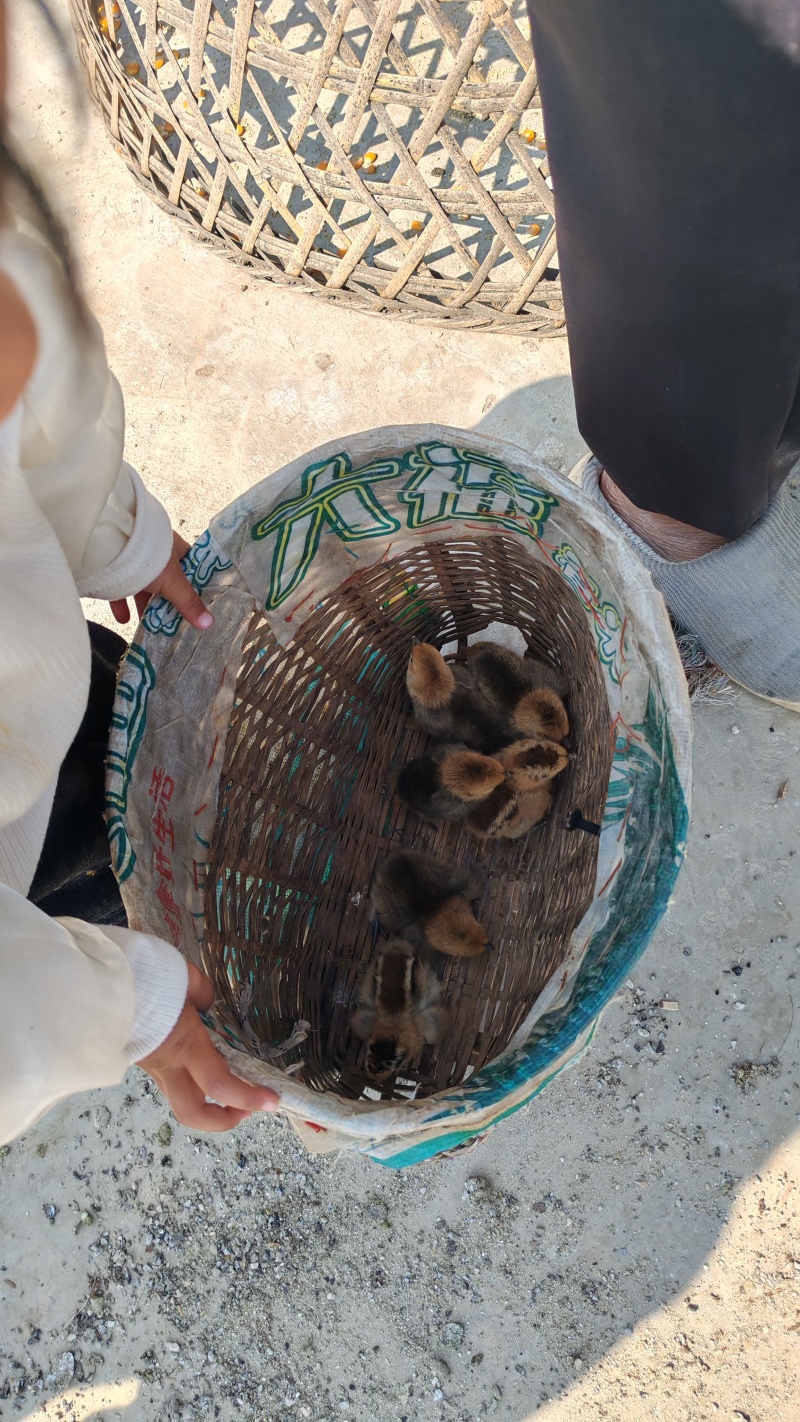 云南各类茶叶批发，土特产