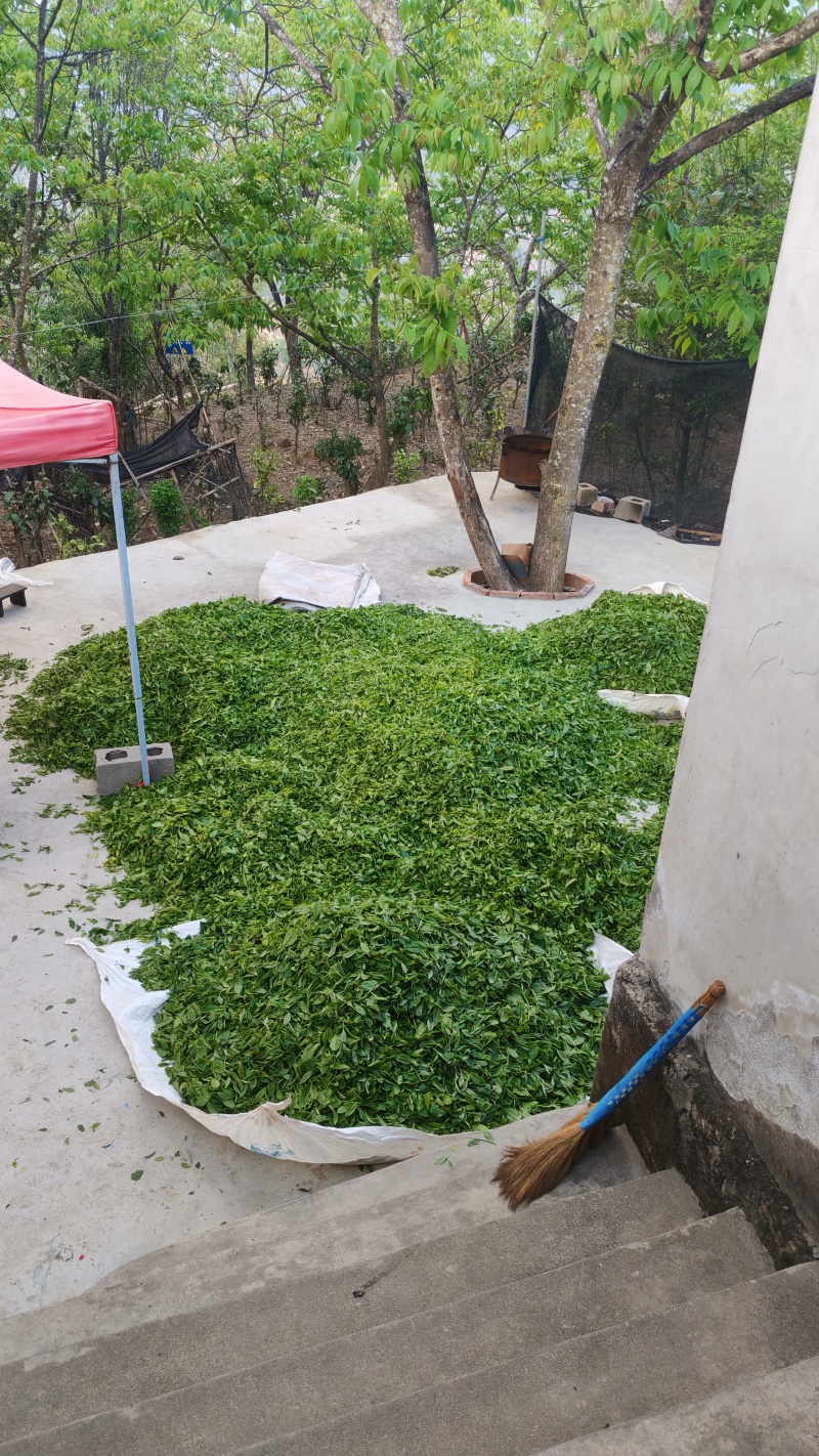 云南各类茶叶批发，土特产