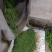 丰顺县八乡山高山云雾绿茶