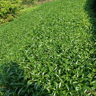 丰顺县八乡山高山云雾绿茶