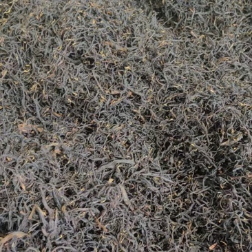.正宗金牡丹，香高味醇，好喝耐泡可视频面谈，来厂里议价