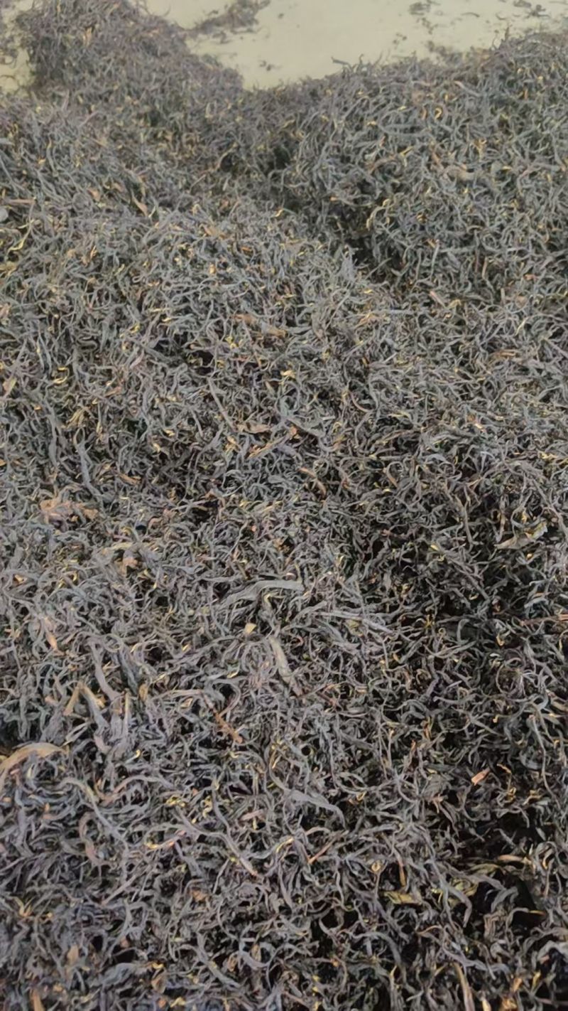 .正宗金牡丹，香高味醇，好喝耐泡可视频面谈，来厂里议价