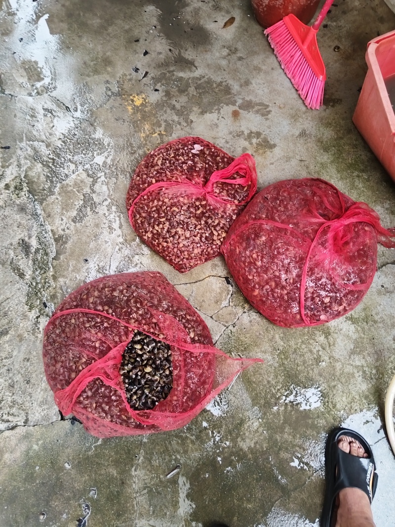 广东汕头蚬子。