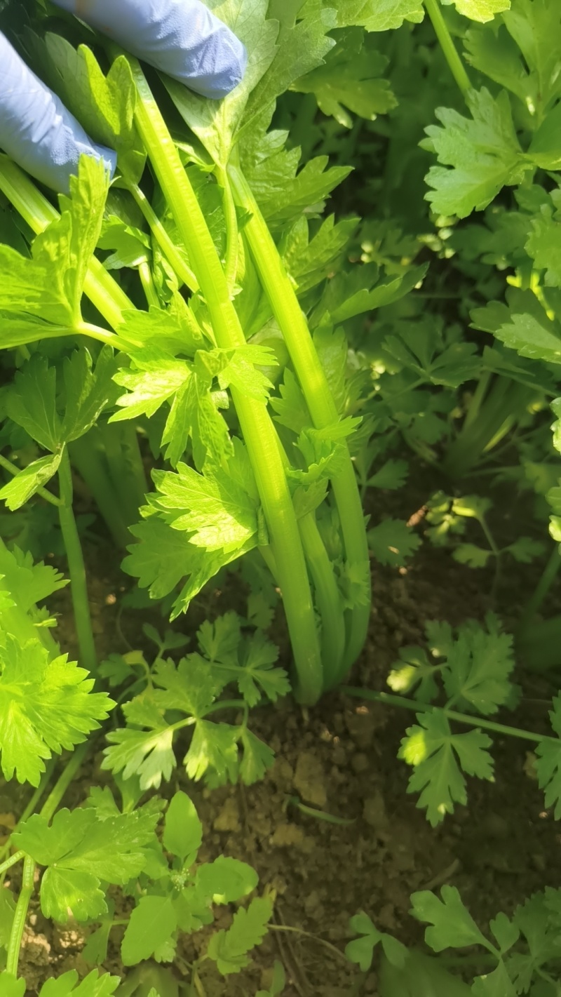 皇后芹菜，大量现货，有需要的可以随时联系！