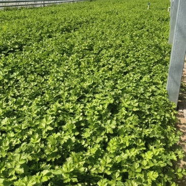 皇后芹菜，大量现货，有需要的可以随时联系！