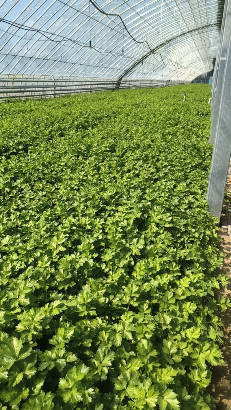 皇后芹菜，大量现货，有需要的可以随时联系！