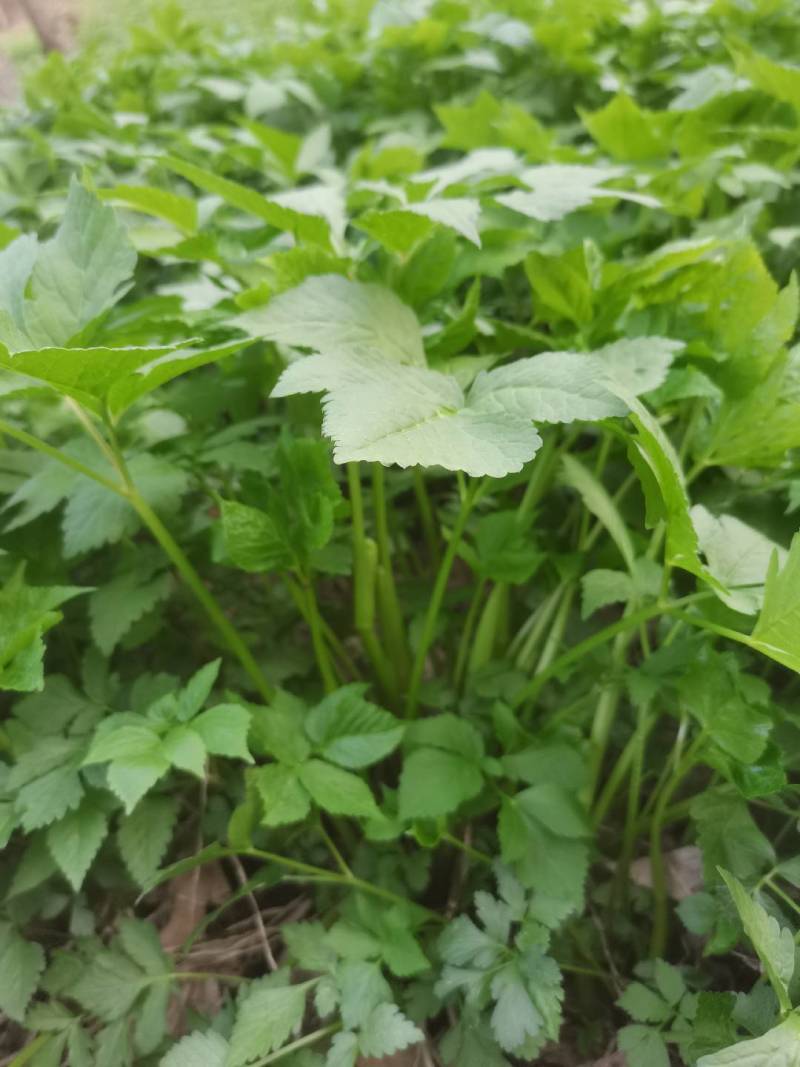 东北大叶芹